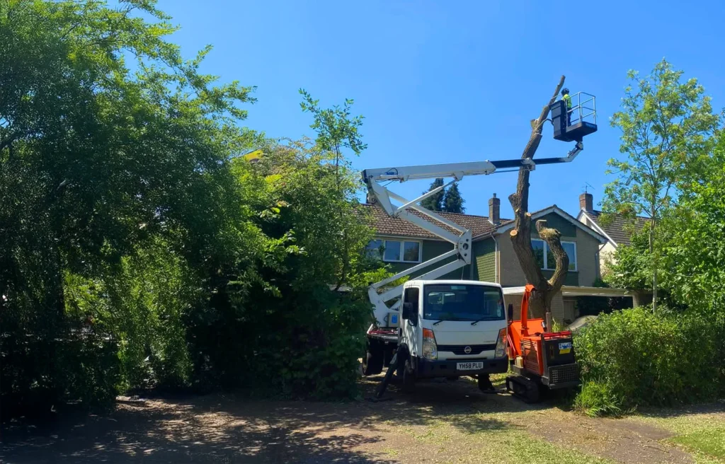 Tree Services Norwich