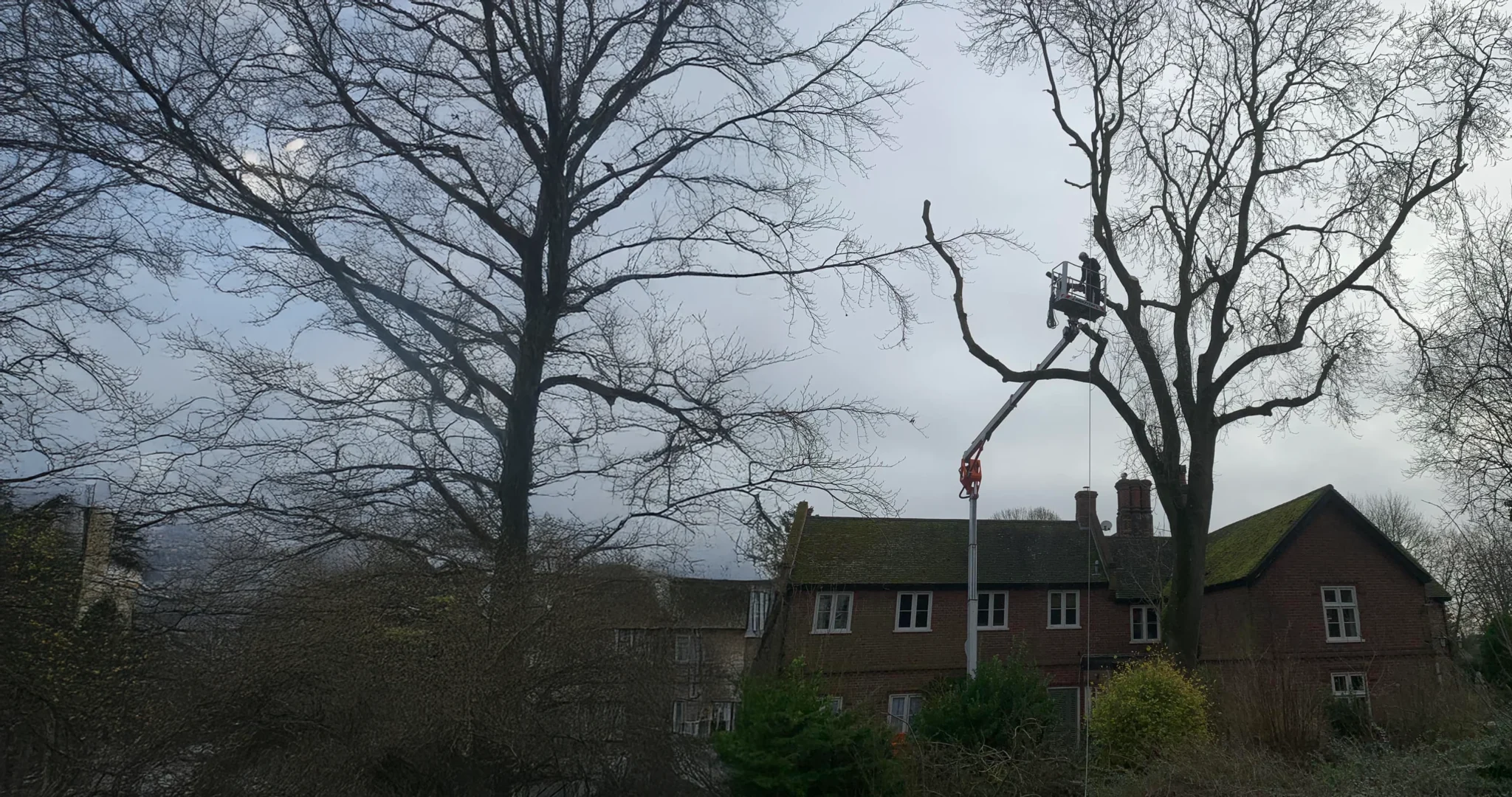 Tree Surgeons in Norfolk