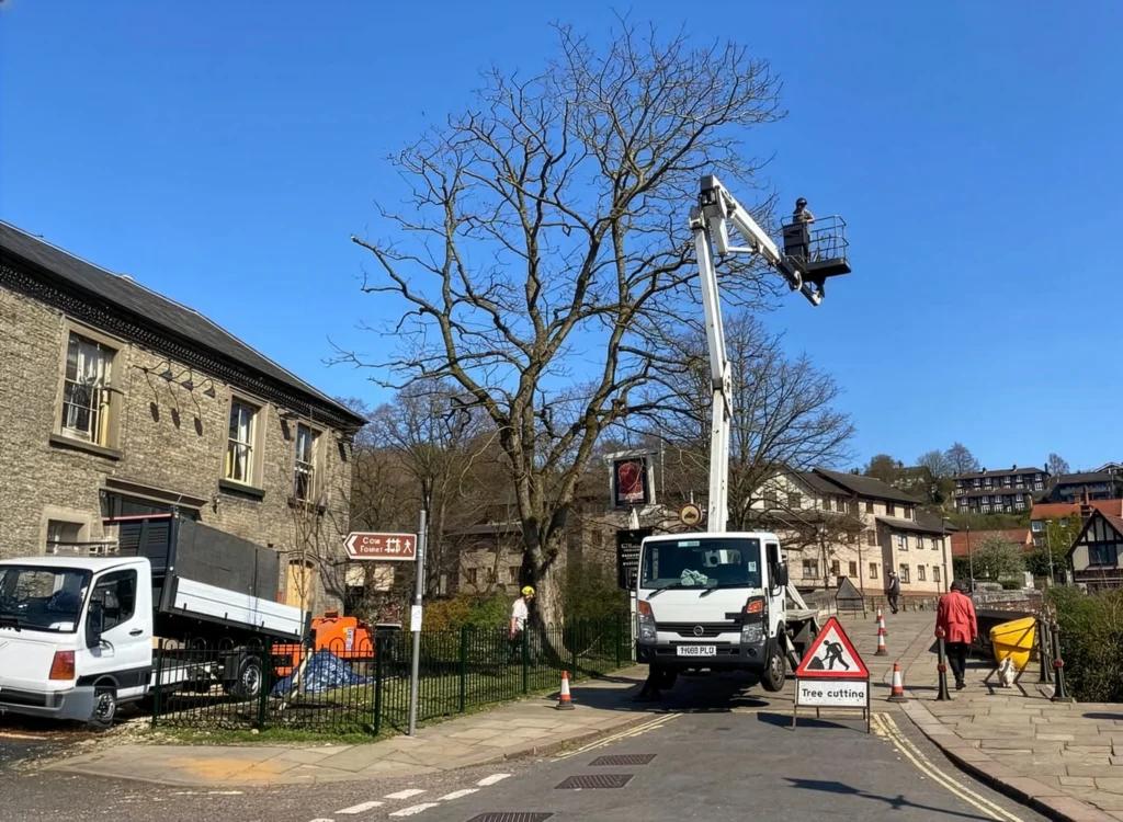 Tree Services Norwich