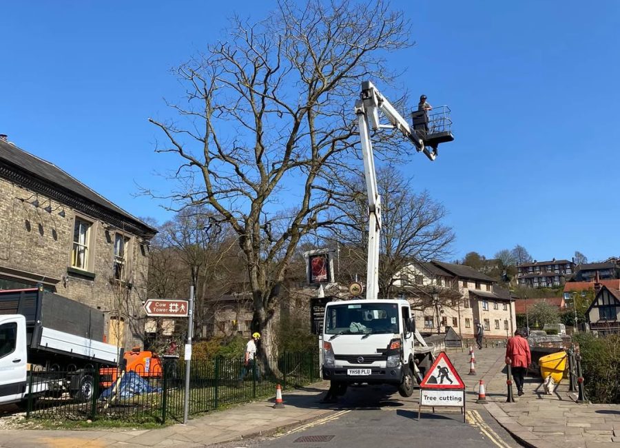 Tree Surgeons Norwich