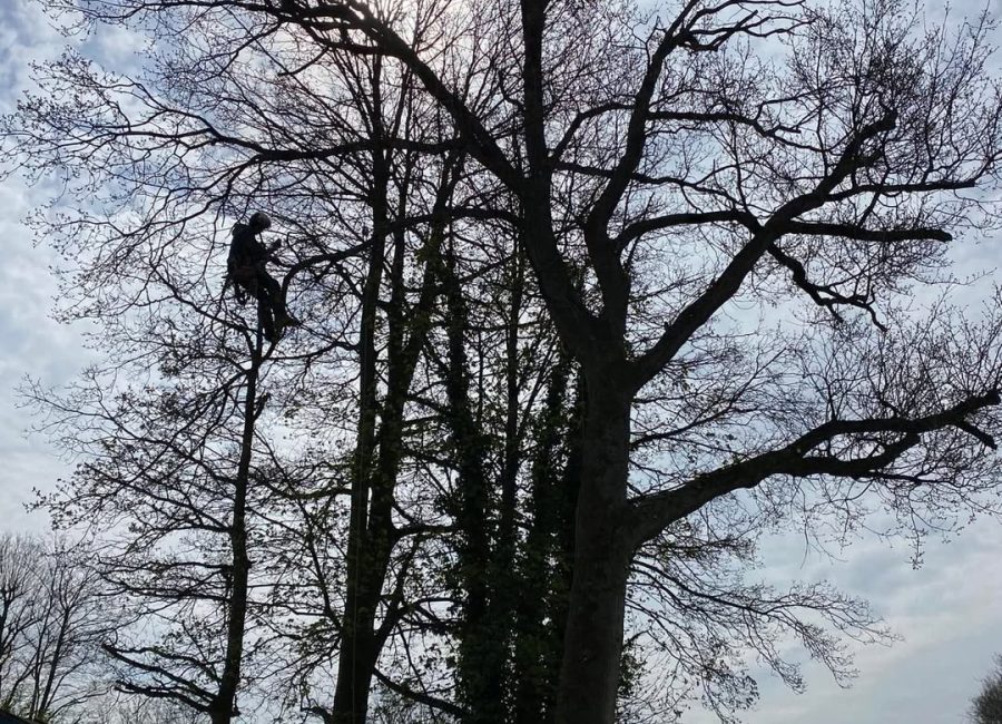 Tree Services Norfolk